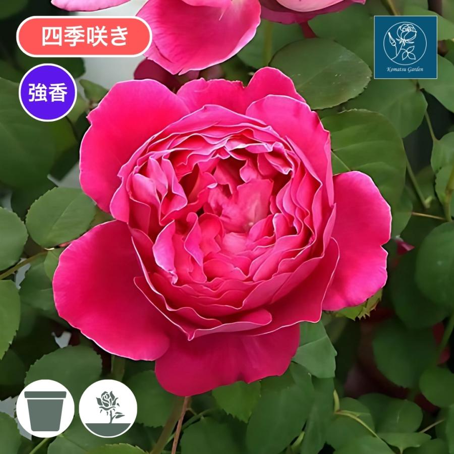 バラ苗 予約新苗 2026 イフ アイ フェル If I Fell 四季咲き 国産