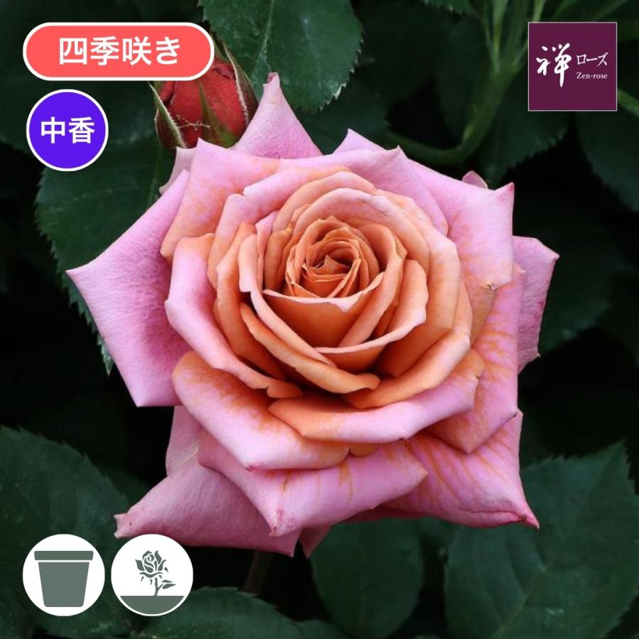 バラ苗 予約新苗 2026 禅 (ぜん) Zen 四季咲き 国産ノイバラ台木使用
