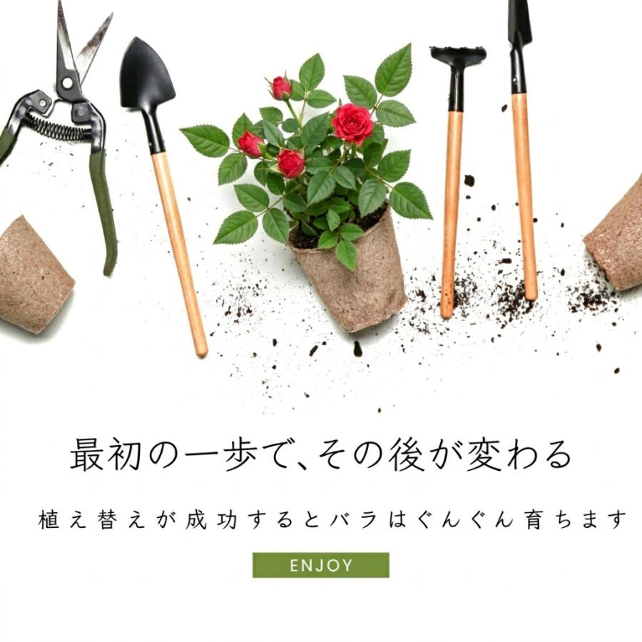 バラ新苗 植え替えスターターセット（6号鉢・専用培養土・肥料付き