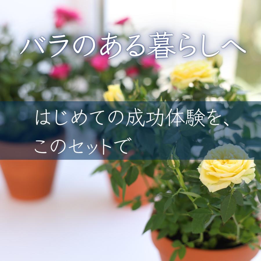 バラ新苗 植え替えスターターセット（6号鉢・専用培養土・肥料付き