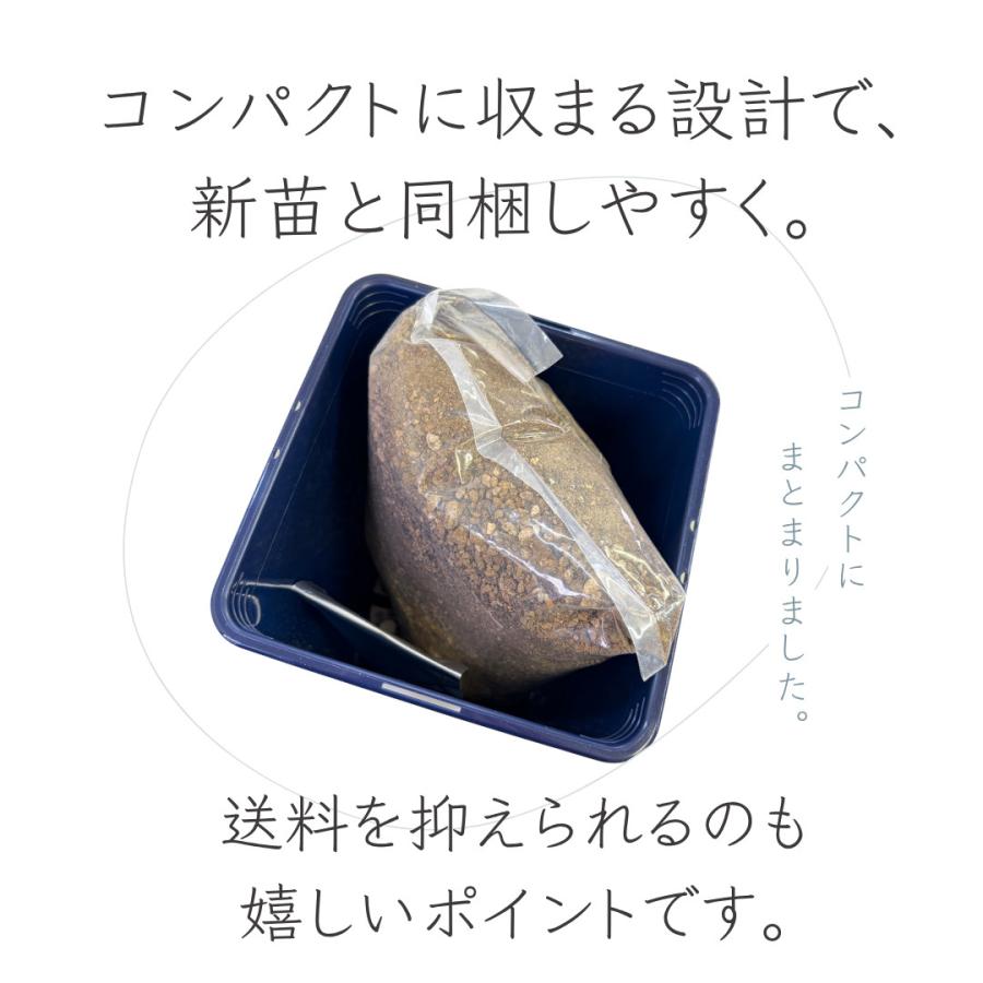 バラ新苗 植え替えスターターセット（6号鉢・専用培養土・肥料付き