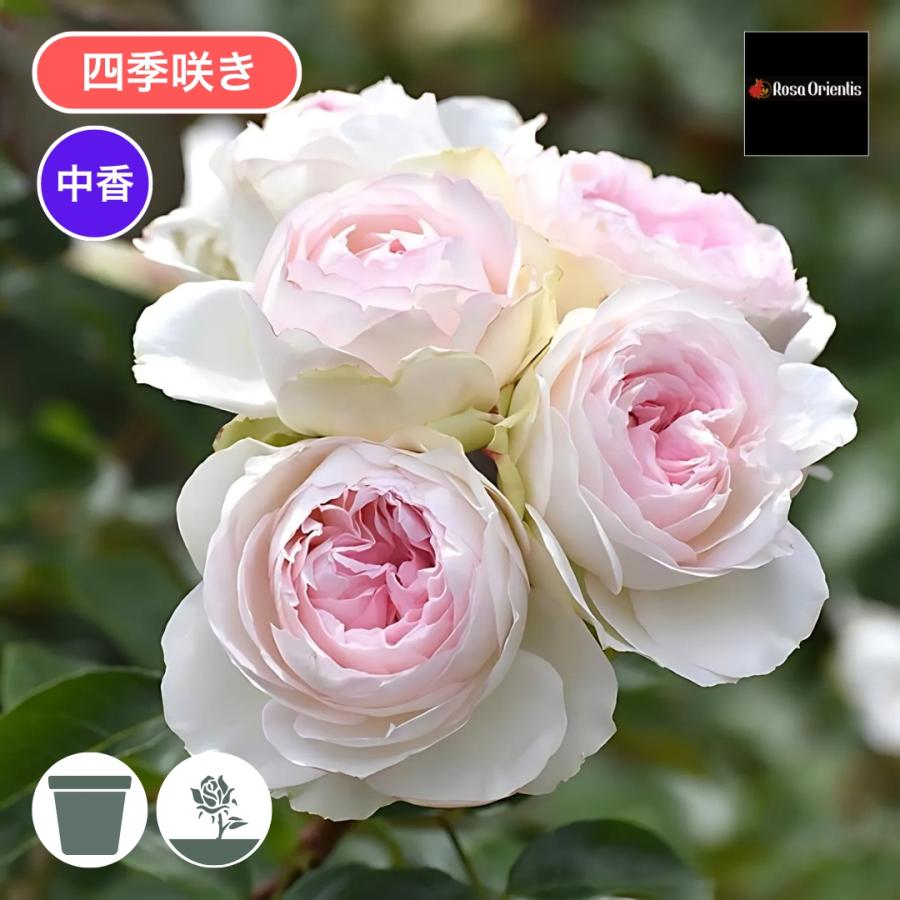 バラ苗 予約新苗 2026 ロクサーヌ Roxanne 四季咲き 国産ノイバラ台木