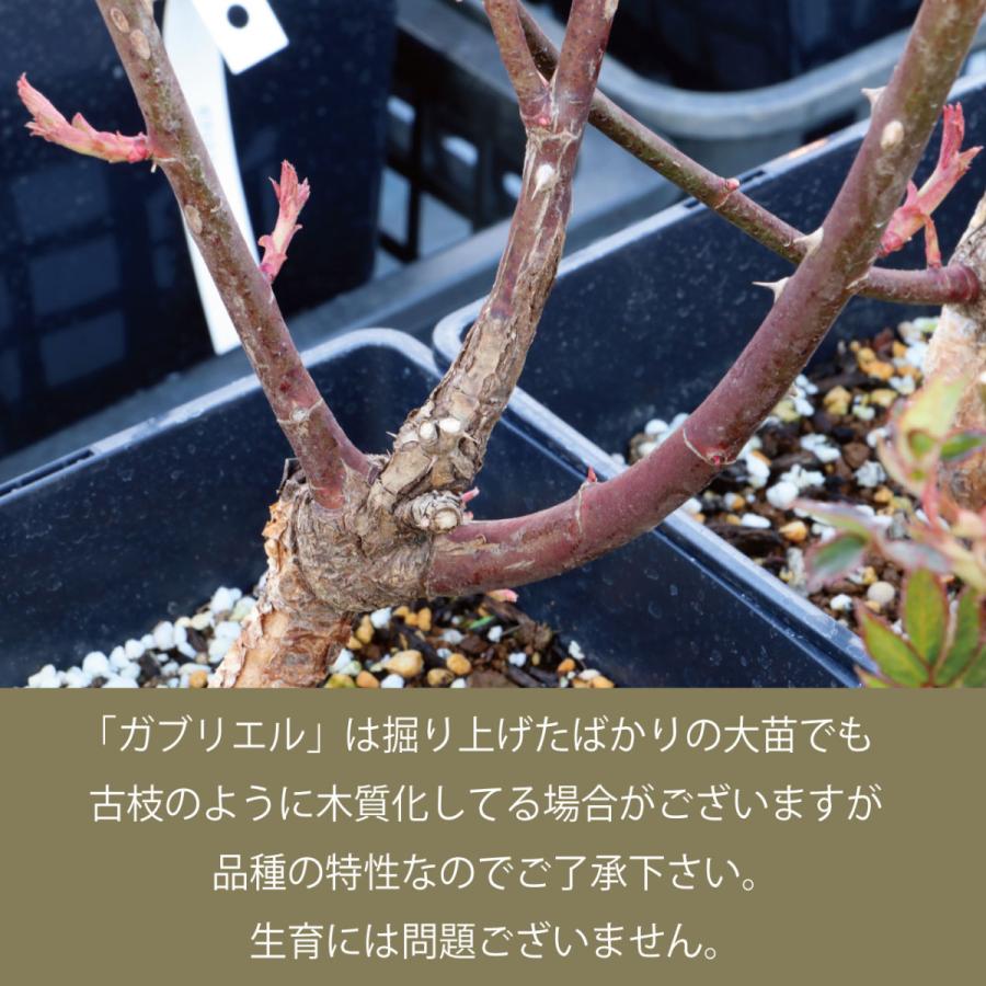 バラ苗 鉢植え6寸 2024 ガブリエル Gabriel 四季咲き 国産ノイバラ台木使用｜komatsugarden-store｜05