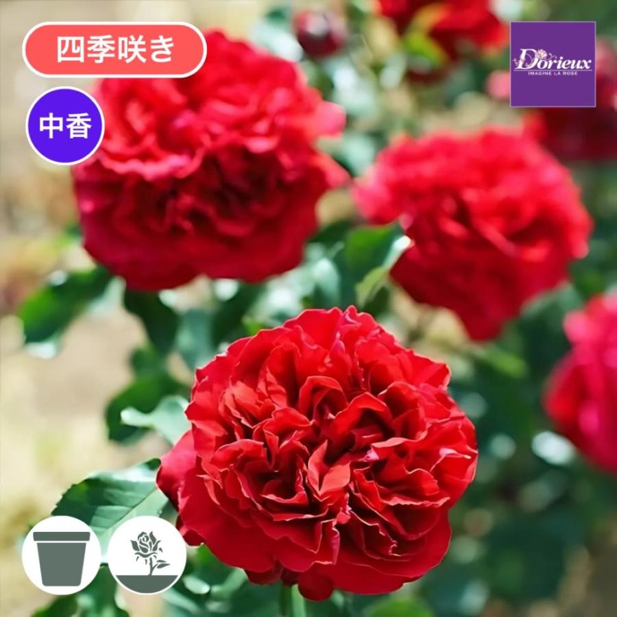 バラ苗 大苗 2026 ベル ドゥ レニエ Belle de Regnie 四季咲き 国産