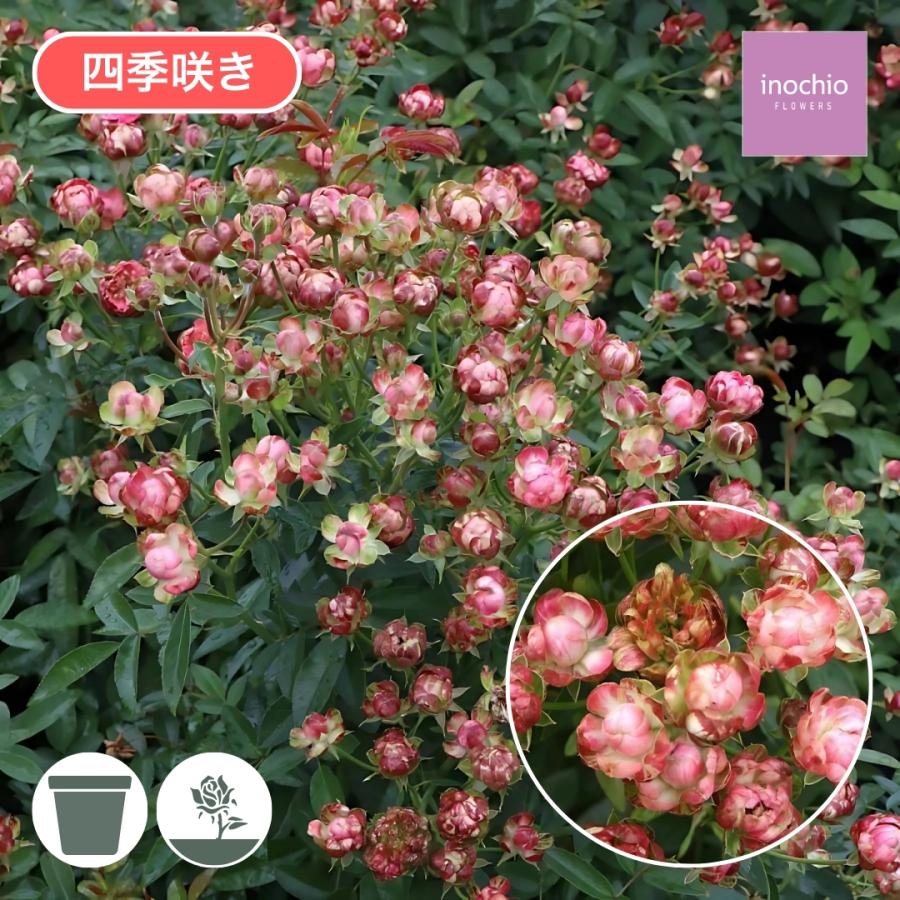 バラ苗 予約新苗 2026 ラディッシュ Radish 四季咲き 国産ノイバラ台木