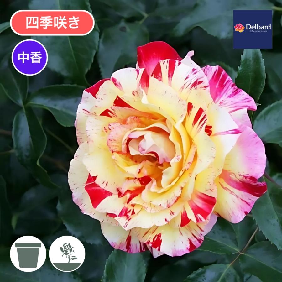 バラ苗 大苗 2026 カミーユ ピサロ Camille Pissarro 四季咲き 国産