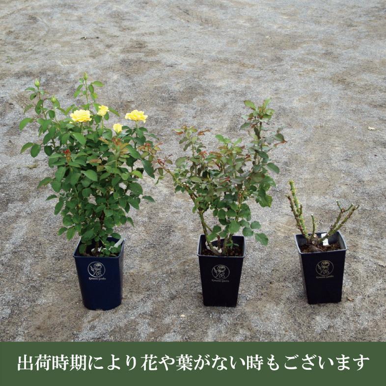 バラ苗 予約大苗 2026 パニエ Panier 国産ノイバラ台木使用