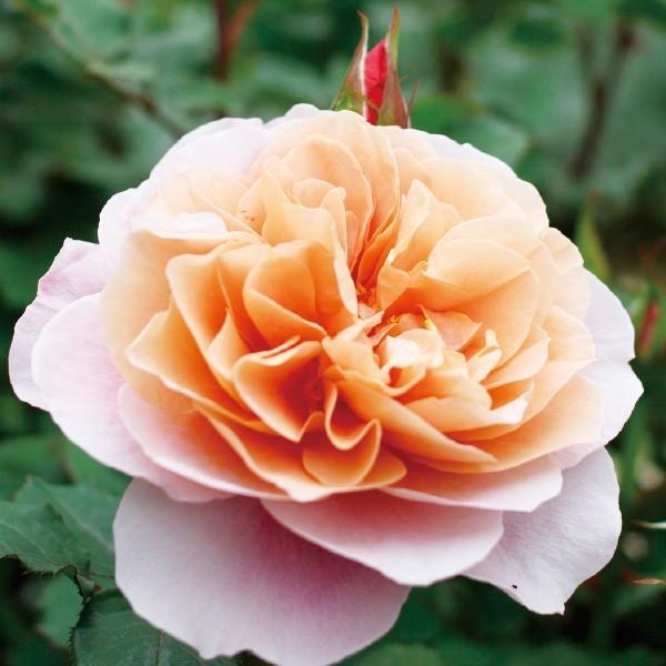 ワンコ　バラ苗 バラ苗 予約 スタンダードローズ 2026 ディスタント ドラムス Distant