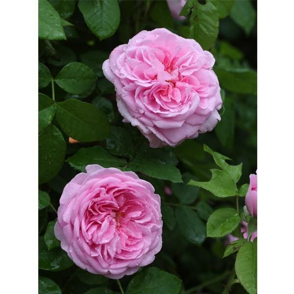 バラ苗 鉢植え6寸 2024 ガートルード ジェキル Gertrude Jekyll 国産ノイバラ台木使用 ガートルードジェキル｜komatsugarden-store｜02