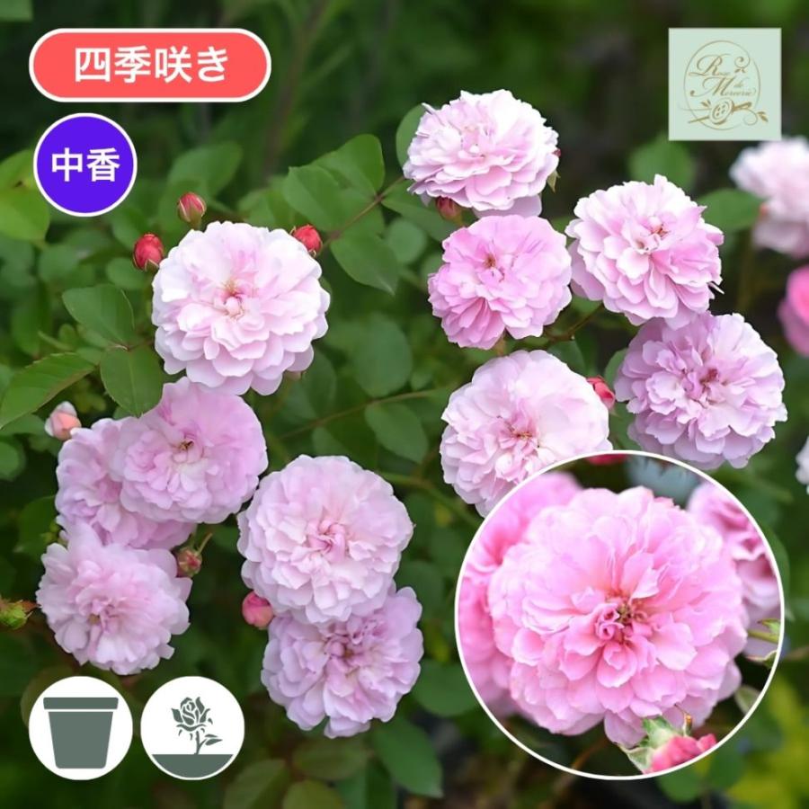 バラ苗 大苗 2026 プチ ポワン Petit Point 四季咲き 国産ノイバラ台木