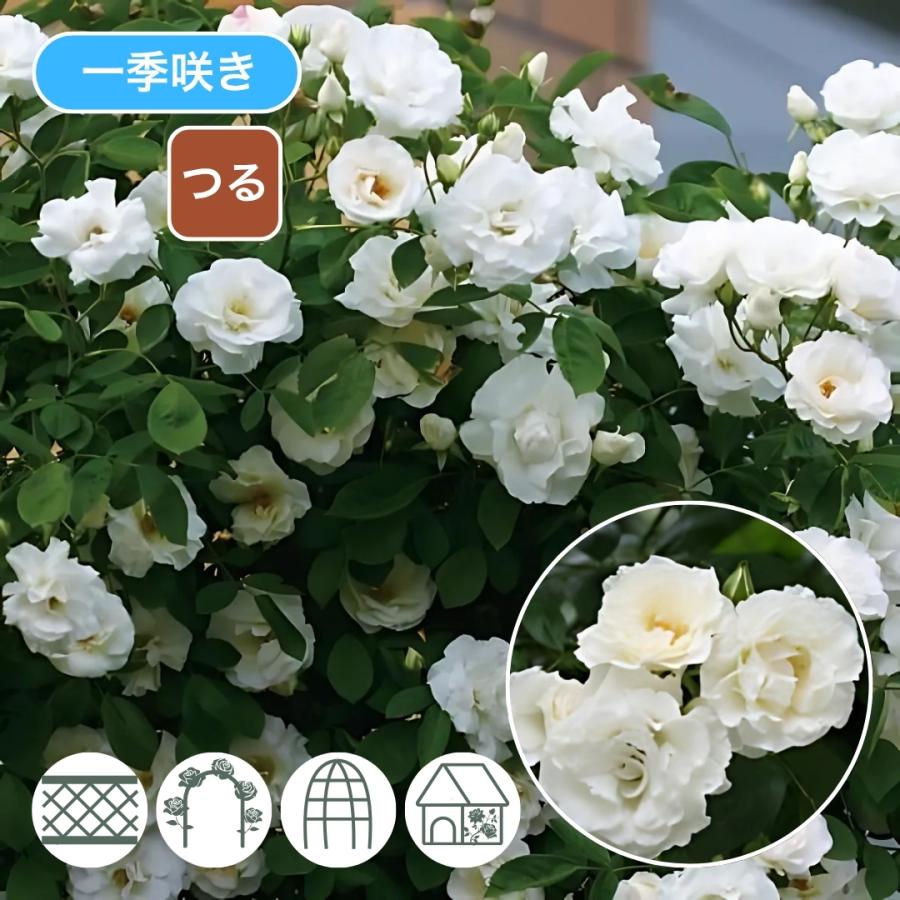 バラ苗 鉢植え6寸 2025 つる サマー スノー Summer Snow