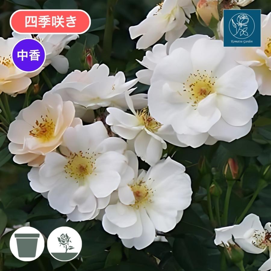 バラ苗 大苗 2026 サイレント クラウド Silent Cloud 四季咲き 国産