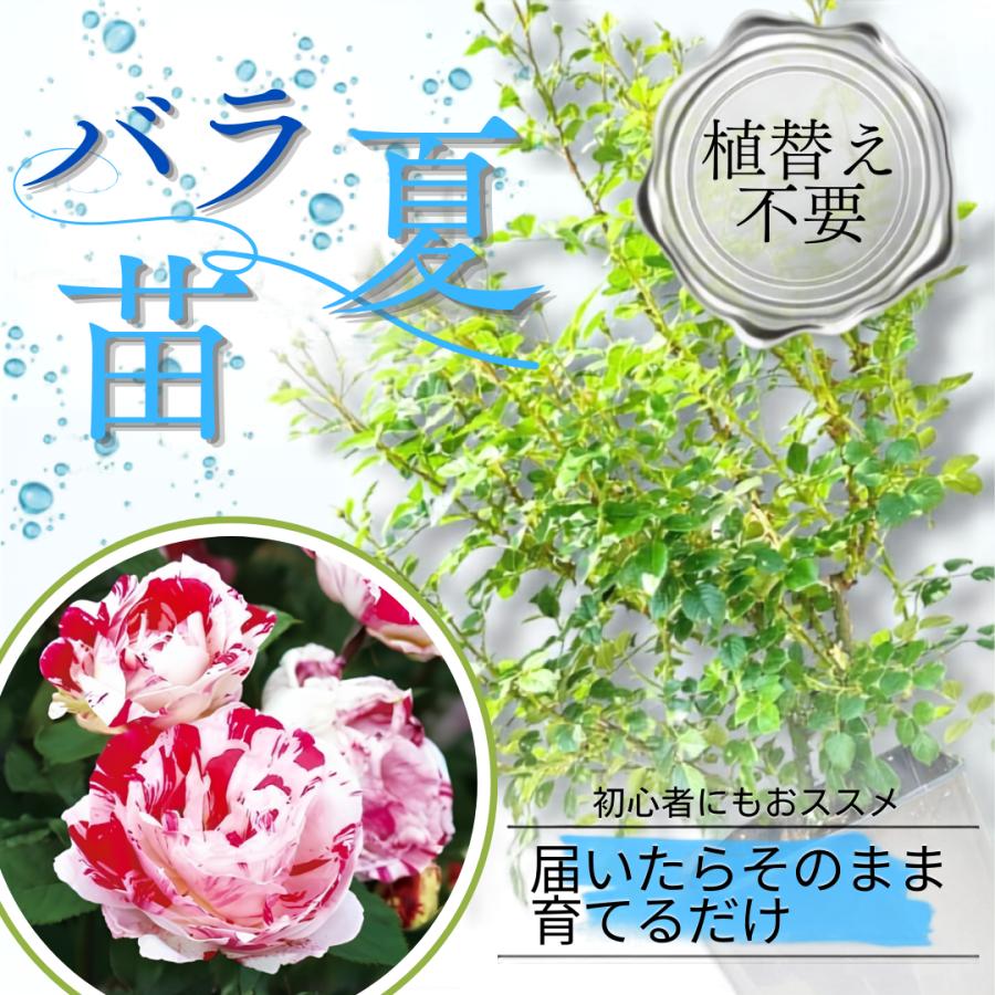 土や鉢の用意が不要 植え替え済みバラ苗 センチメンタル Scentimental 
