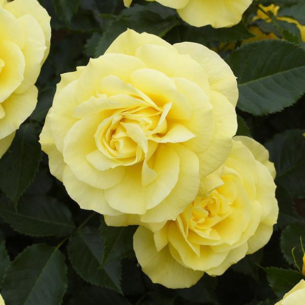 バラ苗 予約 スタンダードローズ 2026 フリージア Friesia STD 1.2m