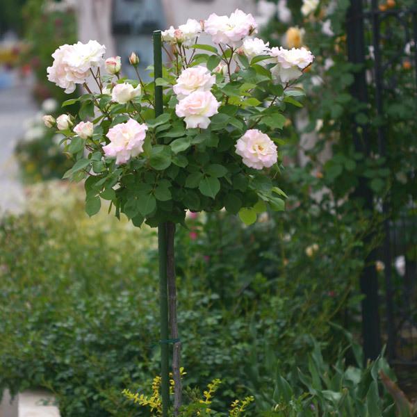 バラ苗 予約 スタンダードローズ 2026 マチルダ Matilda STD 1.2m