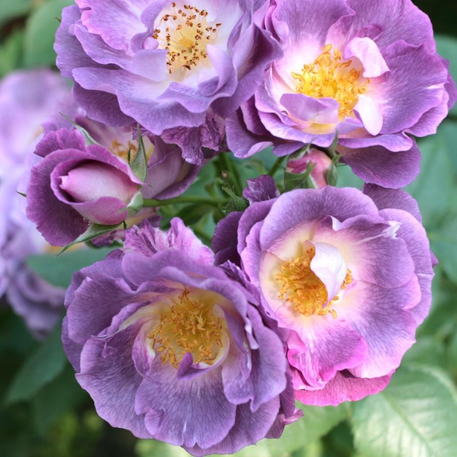 バラ苗 新苗 22 ブルー フォー ユー Blue For You 国産ノイバラ台木使用 ブルーフォーユー Blueforyou Yos Mori コマツガーデン Yahoo 店 通販 Yahoo ショッピング