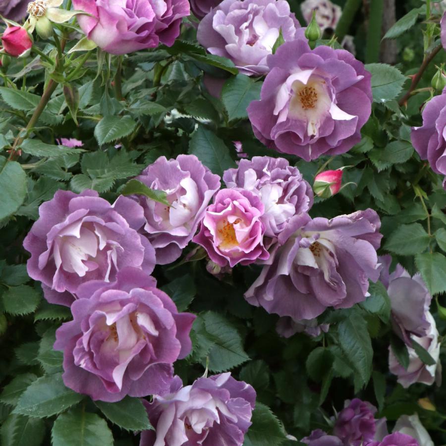 バラ苗 新苗 22 ブルー フォー ユー Blue For You 国産ノイバラ台木使用 ブルーフォーユー Blueforyou Yos Mori コマツガーデン Yahoo 店 通販 Yahoo ショッピング