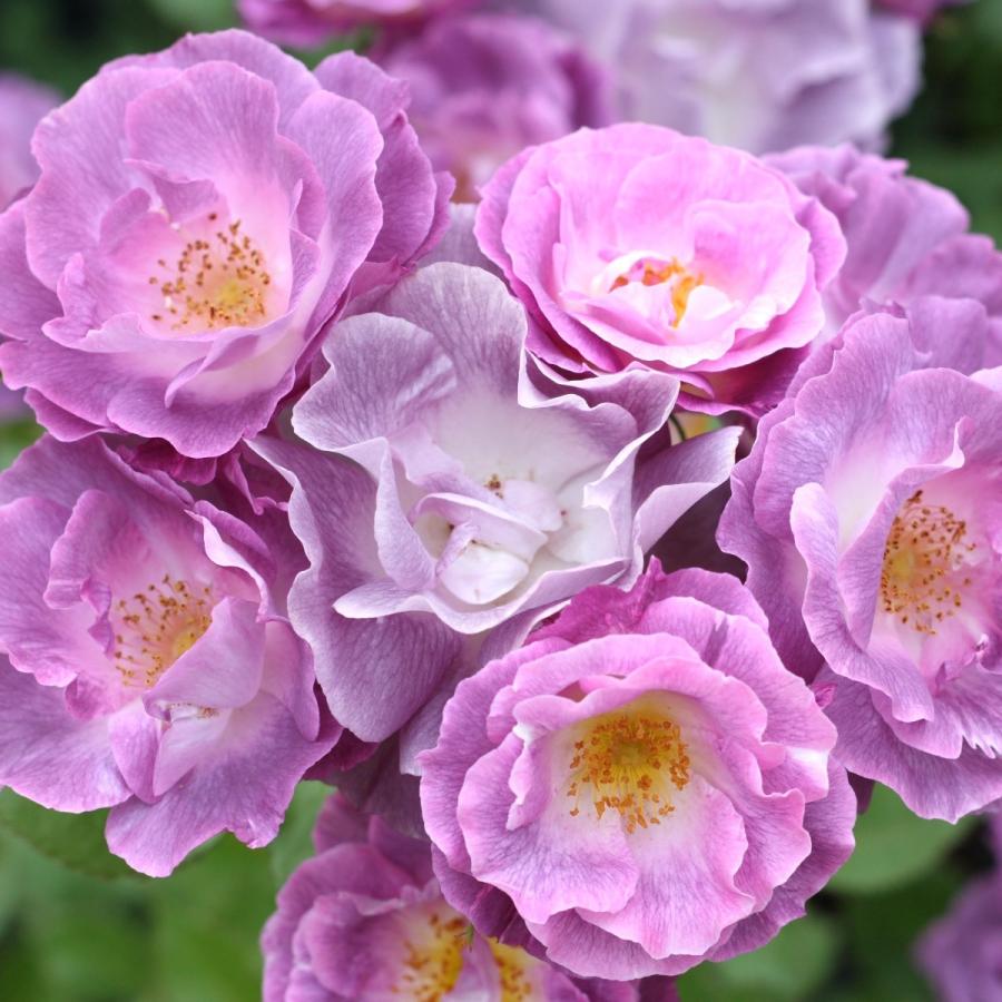 バラ苗 新苗 22 ブルー フォー ユー Blue For You 国産ノイバラ台木使用 ブルーフォーユー Blueforyou Yos Mori コマツガーデン Yahoo 店 通販 Yahoo ショッピング