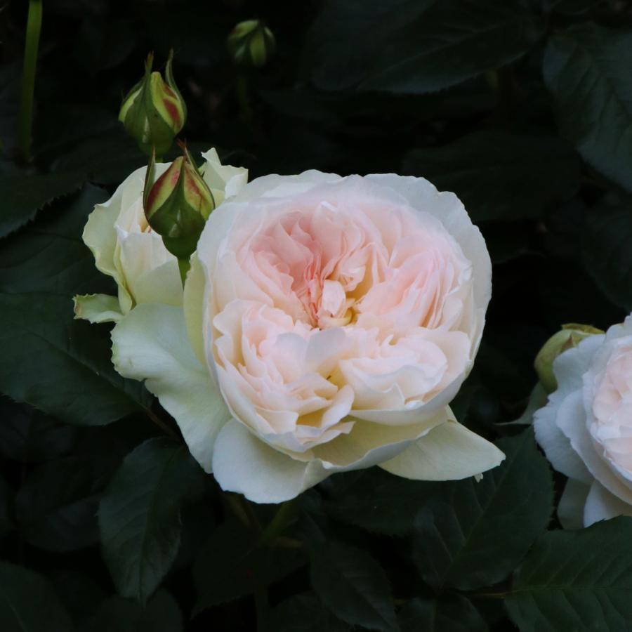 即納 大特価 バラ苗 鉢植え6寸 22 ボレロ Bolero 四季咲き 国産ノイバラ台木使用 Aynaelda Com