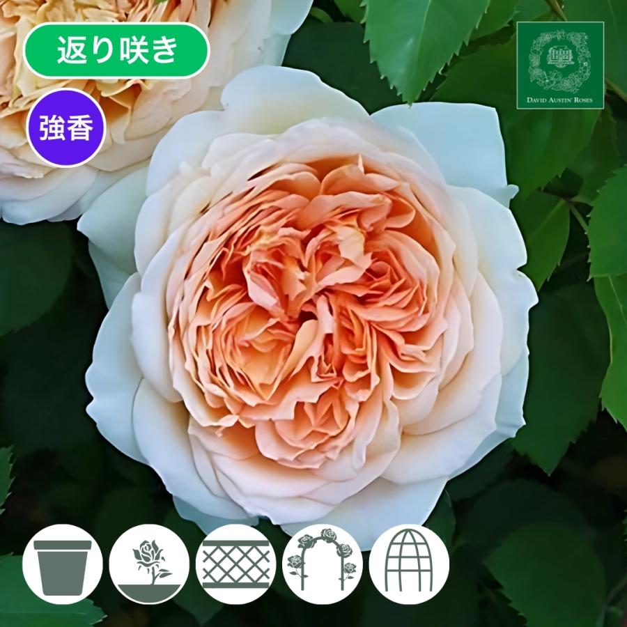 バラ苗 長尺苗 バスシーバ Bathsheba 国産ノイバラ台木使用 : コマツ