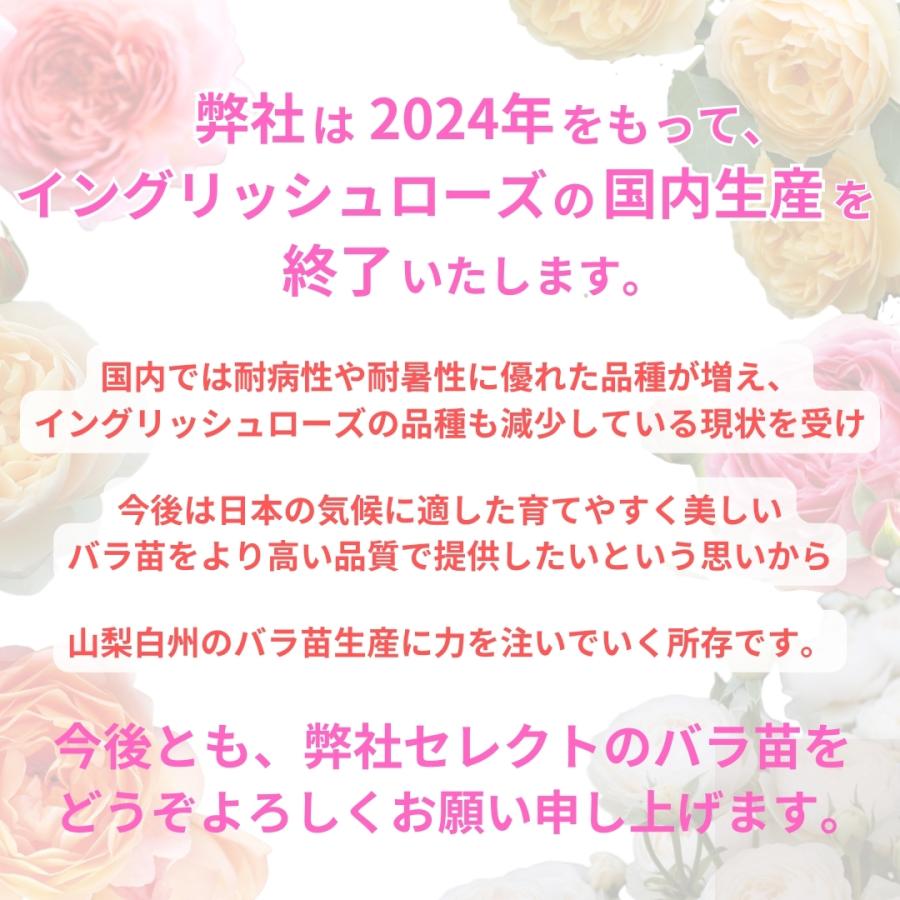 バラ苗　購入前にコメント バラ苗 購入前にコメント - メルカリ