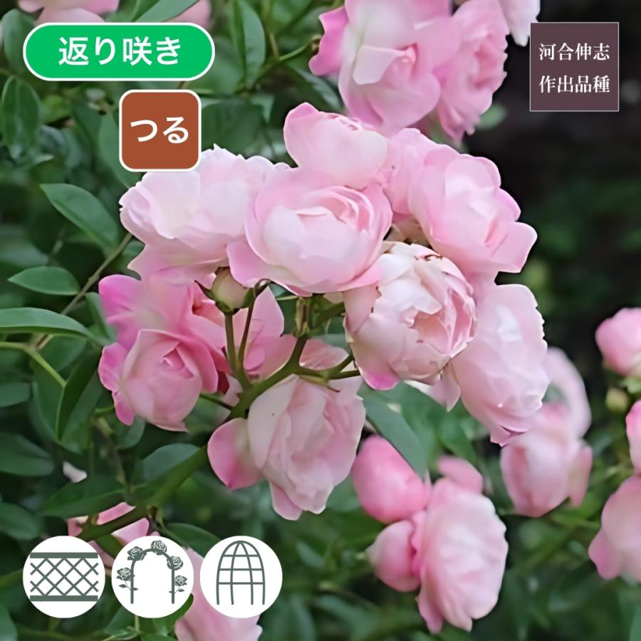 バラ苗 長尺苗 玉鬘 Tamakazura つるバラ 国産ノイバラ台木使用 たま