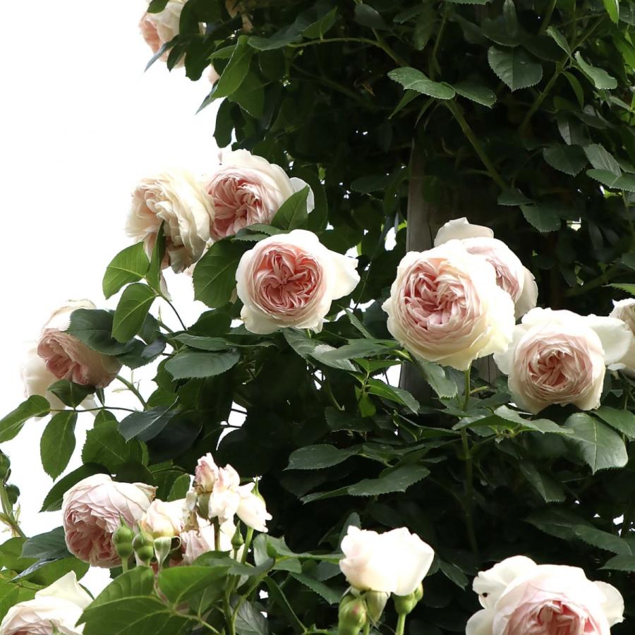 バラ苗 鉢植え6寸 クリスティアーナ Christiana 国産ノイバラ台木使用 Christiana O コマツガーデン Yahoo 店 通販 Yahoo ショッピング