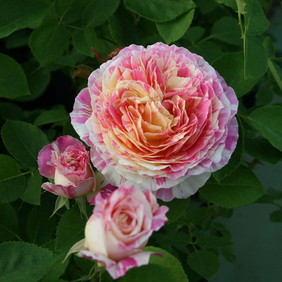 バラ苗 鉢植え6寸 クロード モネ Claude Monet 四季咲き 国産ノイバラ台木使用 クロードモネ
