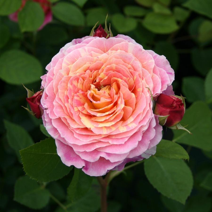 Sale 101 Off バラ苗 鉢植え6寸 22 クロード モネ Claude Monet 四季咲き 国産ノイバラ台木使用 クロードモネ Aynaelda Com