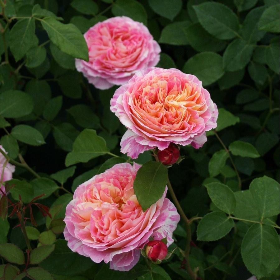 バラ苗 鉢植え6寸 22 クロード モネ Claude Monet 四季咲き 国産ノイバラ台木使用 クロードモネ Claudemonet Yo Del コマツガーデン Yahoo 店 通販 Yahoo ショッピング