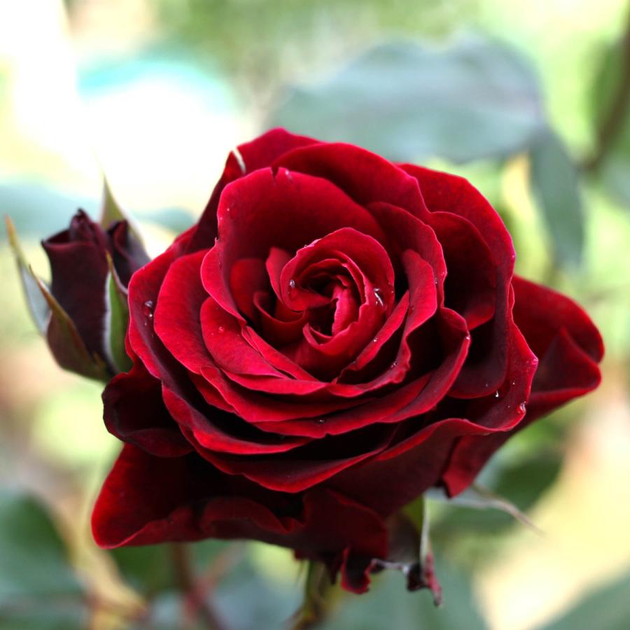 バラ苗 予約新苗 23 ドン ファン Don Juan つるバラ 国産ノイバラ台木使用 ドンファン Donjuan Yos Cl コマツガーデン Yahoo 店 通販 Yahoo ショッピング