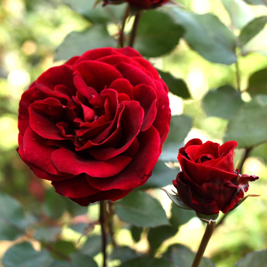 バラ苗 予約新苗 23 ドン ファン Don Juan つるバラ 国産ノイバラ台木使用 ドンファン Donjuan Yos Cl コマツガーデン Yahoo 店 通販 Yahoo ショッピング