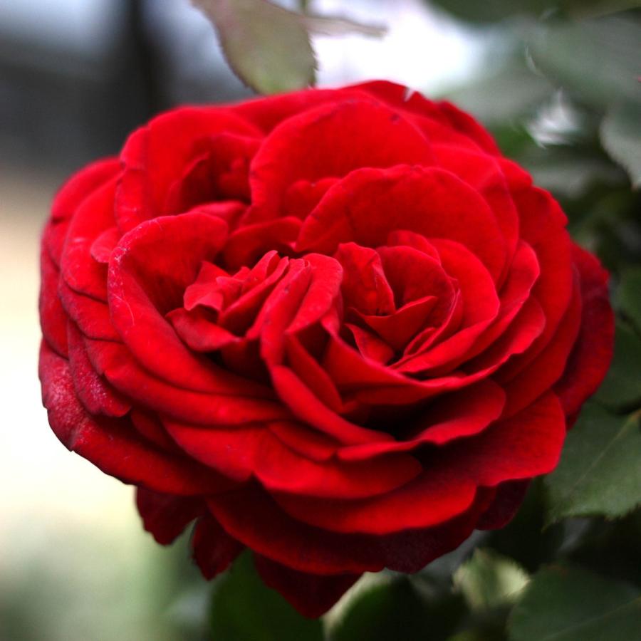 バラ苗 予約新苗 23 ドン ファン Don Juan つるバラ 国産ノイバラ台木使用 ドンファン Donjuan Yos Cl コマツガーデン Yahoo 店 通販 Yahoo ショッピング