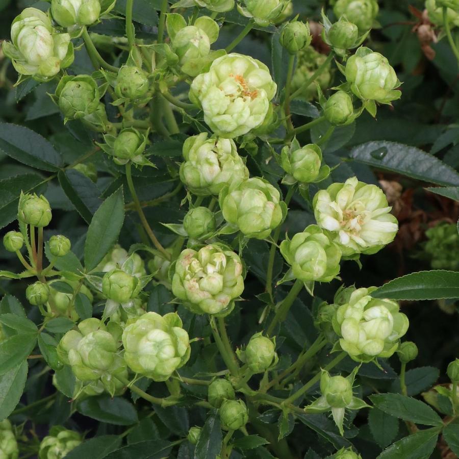 バラ苗 予約大苗 6寸 23 エクレール Eclaire 四季咲き 国産ノイバラ台木使用 Eclaire Yo Meru コマツガーデン Yahoo 店 通販 Yahoo ショッピング