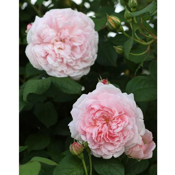 大苗6寸 エグランタイン マサコ Eglantyne国産ノイバラ台木使用 Eglantyne O コマツガーデン Yahoo 店 通販 Yahoo ショッピング