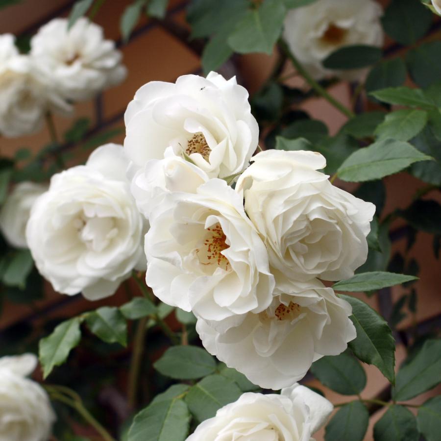 バラ苗 予約新苗 23 つる アイスバーグ Iceberg Climbing つるバラ 国産ノイバラ台木使用 つるアイスバーグ Icebergclimbing Yos Cl コマツガーデン Yahoo 店 通販 Yahoo ショッピング