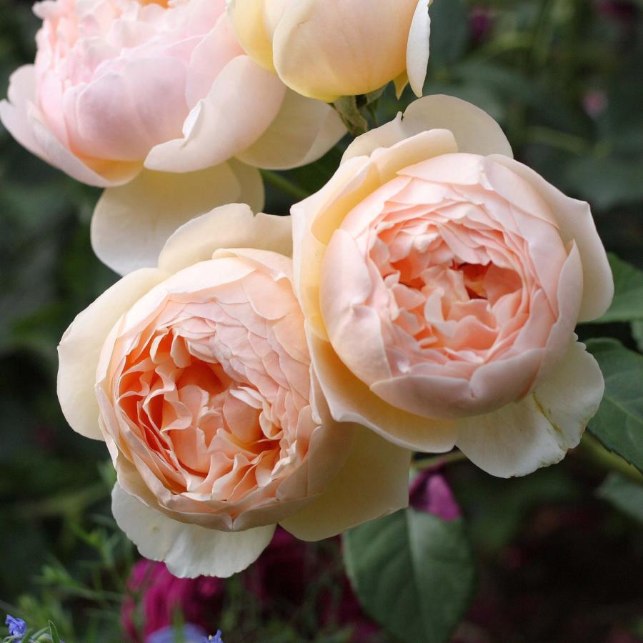 バラ苗 鉢植え6寸 ジュード ジ オブスキュア Jude The Obscure 国産ノイバラ台木使用 ジュードジオブスキュア Judetheobscure O コマツガーデン Yahoo 店 通販 Yahoo ショッピング