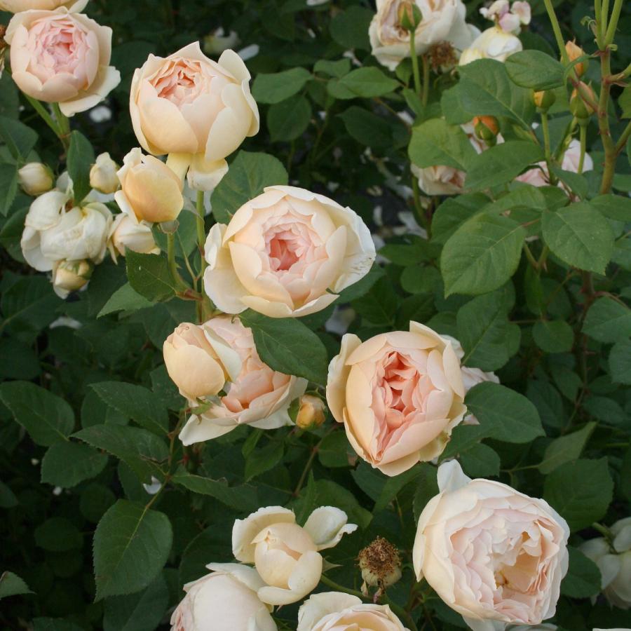 バラ苗 鉢植え6寸 ジュード ジ オブスキュア Jude The Obscure 国産ノイバラ台木使用 ジュードジオブスキュア Judetheobscure O コマツガーデン Yahoo 店 通販 Yahoo ショッピング