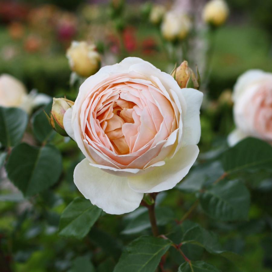 バラ苗 予約大苗 6寸 23 ジュード ジ オブスキュア Jude The Obscure 国産ノイバラ台木使用 ジュードジオブスキュア Judetheobscure Yo Eng コマツガーデン Yahoo 店 通販 Yahoo ショッピング