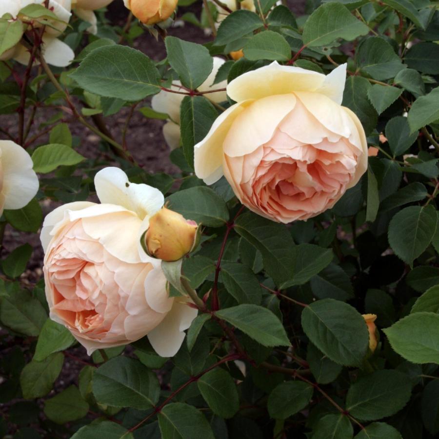 バラ苗 予約大苗 6寸 23 ジュード ジ オブスキュア Jude The Obscure 国産ノイバラ台木使用 ジュードジオブスキュア Judetheobscure Yo Eng コマツガーデン Yahoo 店 通販 Yahoo ショッピング