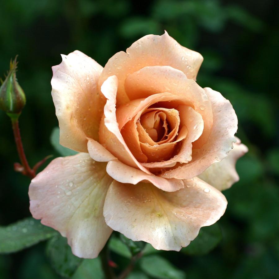 バラ苗 予約新苗 23 ジュリア Julia 四季咲き 国産ノイバラ台木使用 Julia Yos Non コマツガーデン Yahoo 店 通販 Yahoo ショッピング