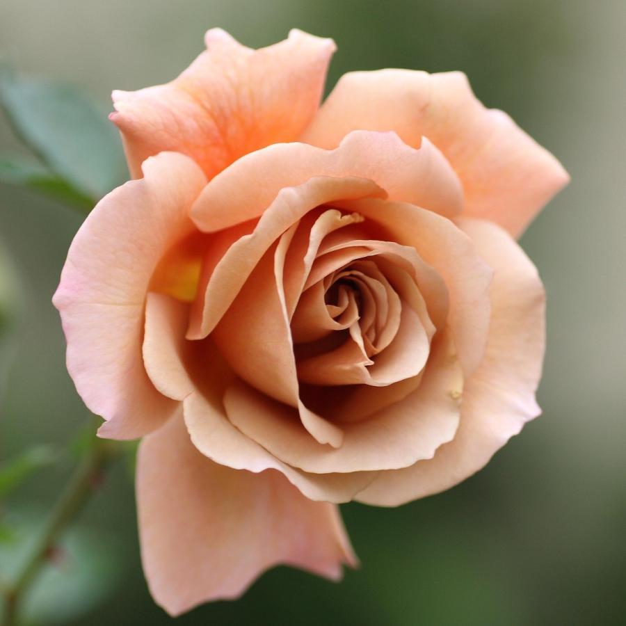 バラ苗 予約新苗 23 ジュリア Julia 四季咲き 国産ノイバラ台木使用 Julia Yos Non コマツガーデン Yahoo 店 通販 Yahoo ショッピング