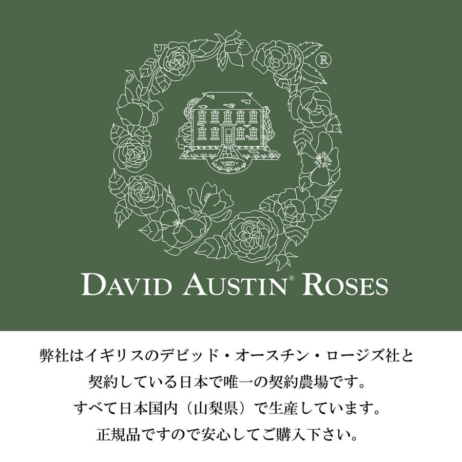 バラ苗 予約大苗 6寸 23 レディ エマ ハミルトン Lady Emma Hamilton 四季咲き 国産ノイバラ台木使用 レディエマハミルトン Ladyemmahamilton Yo Eng コマツガーデン Yahoo 店 通販 Yahoo ショッピング