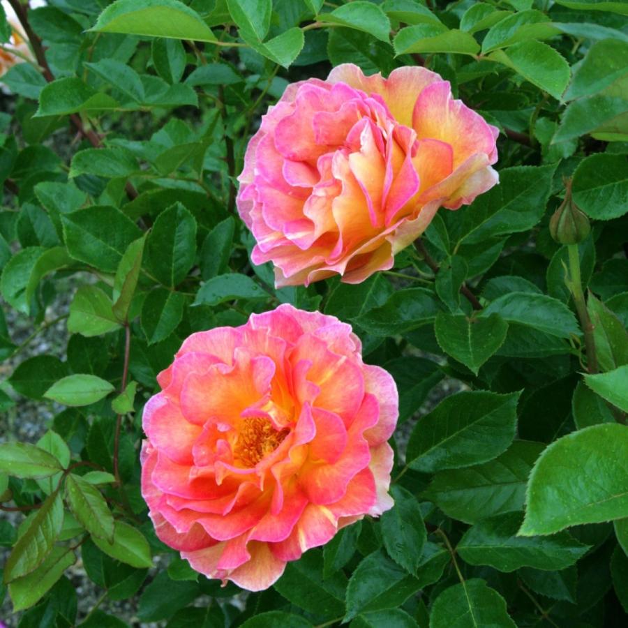 バラ苗 大苗 パリス Paris 国産ノイバラ台木使用 希少 Www Aerotown Com Br