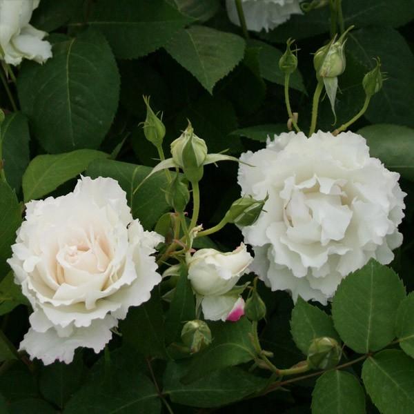 バラ苗 鉢植え6寸 2023 ル ブラン Le Blanc 四季咲き 国産ノイバラ台木使用 ルブラン