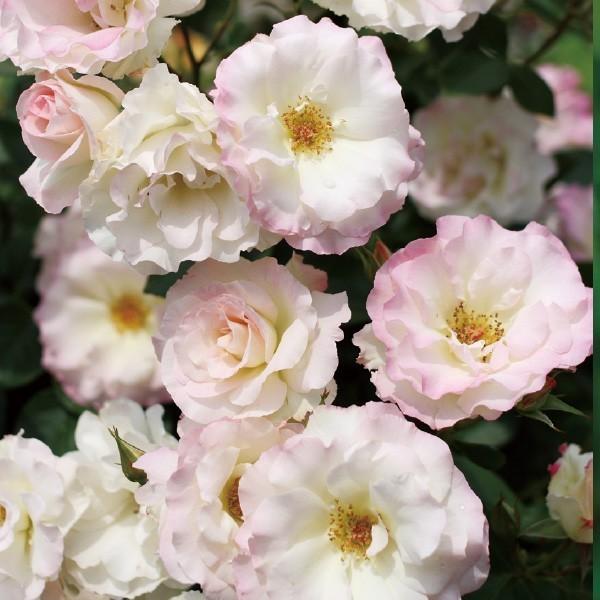 引き出物 バラ苗 鉢植え6寸 2023 マチルダ Matilda 四季咲き サマー