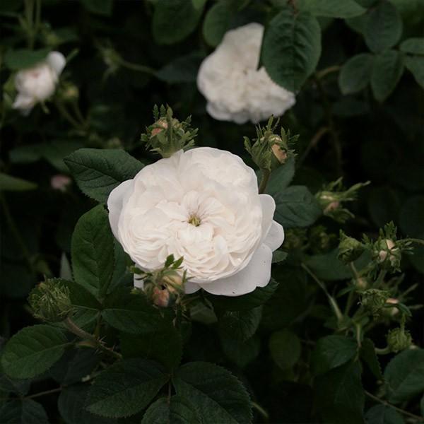 バラ苗 新苗5寸鉢 マダム アルディ Mme Hardy 国産ノイバラ台木使用 マダムアルディ Mmehardy M コマツガーデン Yahoo 店 通販 Yahoo ショッピング