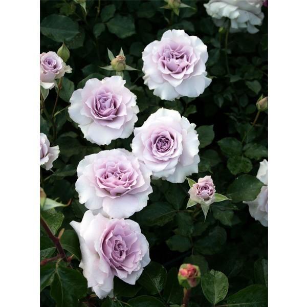 バラ苗 新苗 22 ニュー ウェーブ New Wave 四季咲き 国産ノイバラ台木使用 ニューウェーブ Newwave Yos Tera コマツガーデン Yahoo 店 通販 Yahoo ショッピング