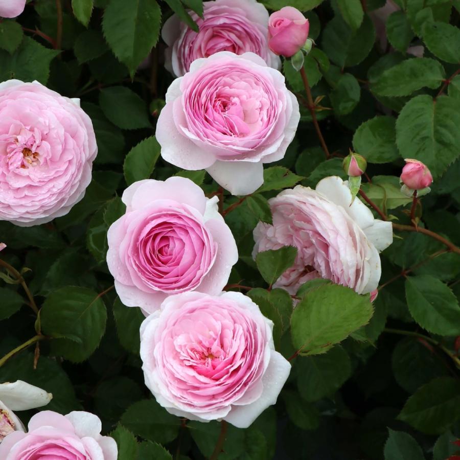 鉢植え6寸 オリビア ローズ オースチン Olivia Rose Austin国産ノイバラ台木使用 Belle Ile