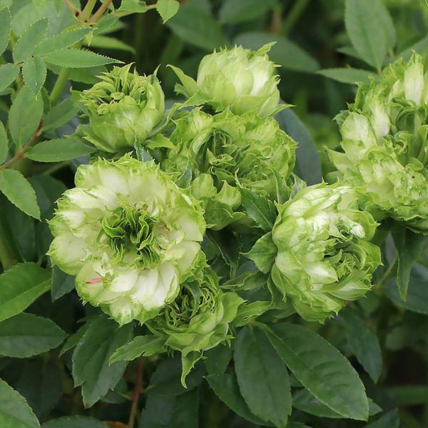 至高 エクレール 挿し木苗 植物